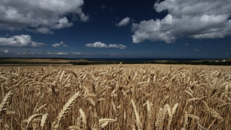 Ден на пшеницата ще събере стотици земеделци край Свищов