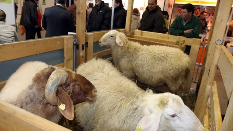 Национално изложение по овцевъдство ще се проведе през есента 