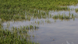 НАЗ: Растителната защита на посевите е невъзможна заради дъждовете - Agri.bg