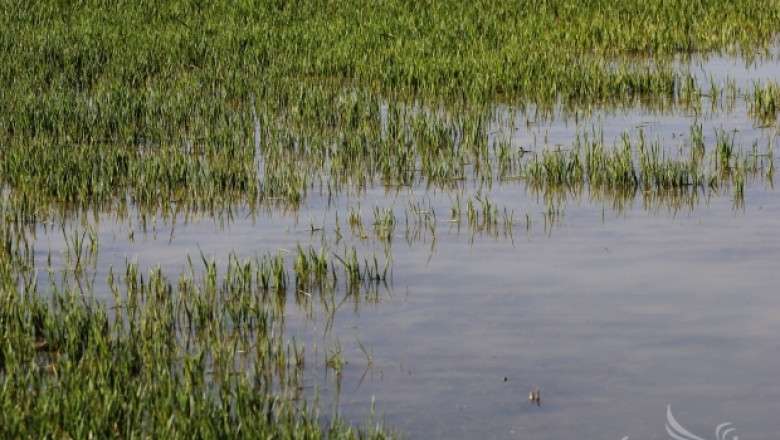НАЗ: Растителната защита на посевите е невъзможна заради дъждовете