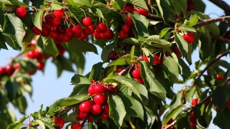 Българска селекция череши и малини ще се отглеждат в Китай