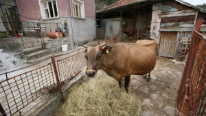 Местни наредби регламентират отглеждането на  животни в населени места - Agri.bg