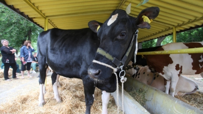 Изложение по говедовъдство ще се проведе в Сливен в края на май