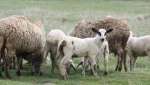 Подобряването продуктивността на стадата е важно за овцевъдите, според експерти - Agri.bg
