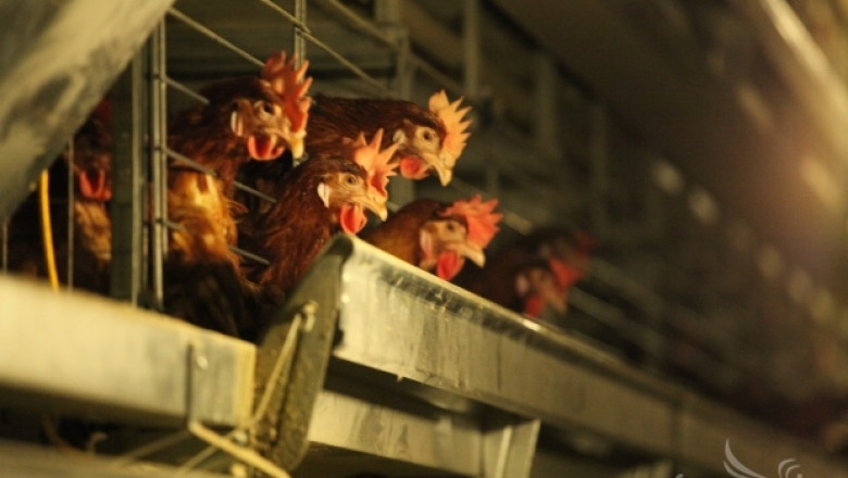 ДФЗ изплаща първи транш за хуманно отглеждане на свине и птици 