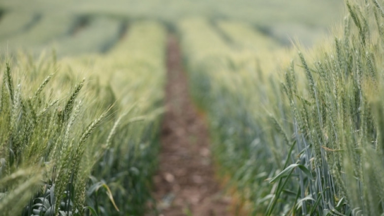 Цените на пшеницата в Черноморския регион започват от 180 EUR / тон