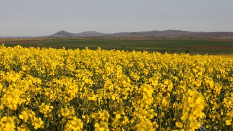 България ще произвежда олио от рапица и соя