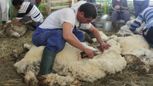 Фермери демонстрираха майсторска стрижба и доене на Събор на овцевъдите (СНИМКИ) - Agri.bg