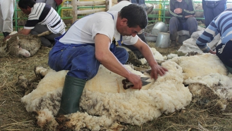 Фермери демонстрираха майсторска стрижба и доене на Събор на овцевъдите (СНИМКИ)