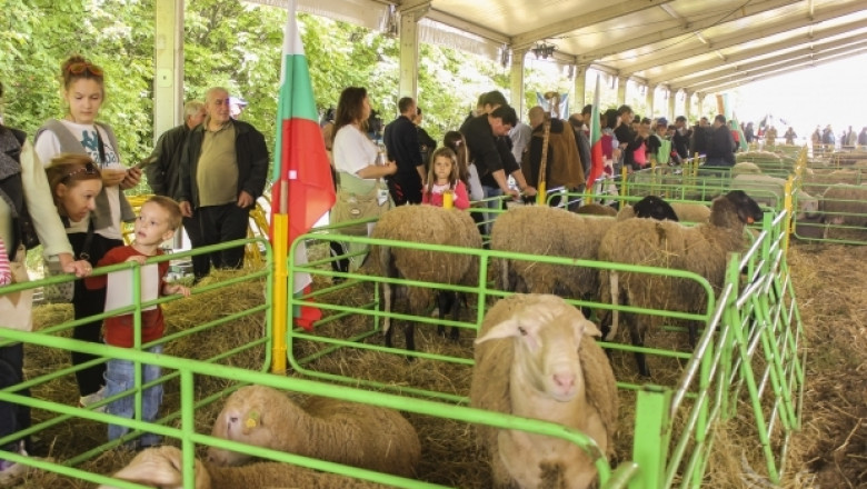 Съборът на овцевъдите събра над 30 хил. гости в първия ден (ФОТОРЕПОРТАЖ)