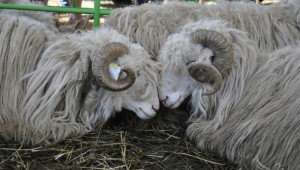 Национален събор на овцевъдите – 3-6 май 2014 (ПРОГРАМА) - Agri.bg