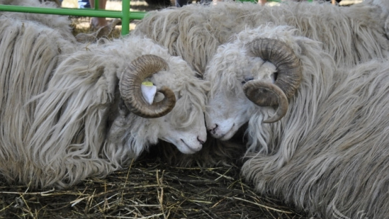 Национален събор на овцевъдите – 3-6 май 2014 (ПРОГРАМА)