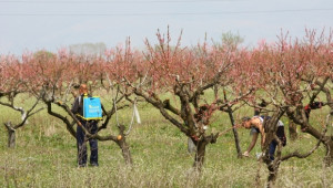 Компенсации за растителна защита в овощните насаждения се изплащат до 28 май - Agri.bg