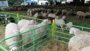 Над 1100 животни ще бъдат показани на Националния събор на овцевъдите (ВИДЕО) - Agri.bg