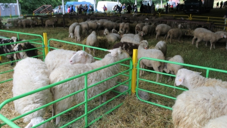Над 1100 животни ще бъдат показани на Националния събор на овцевъдите (ВИДЕО)
