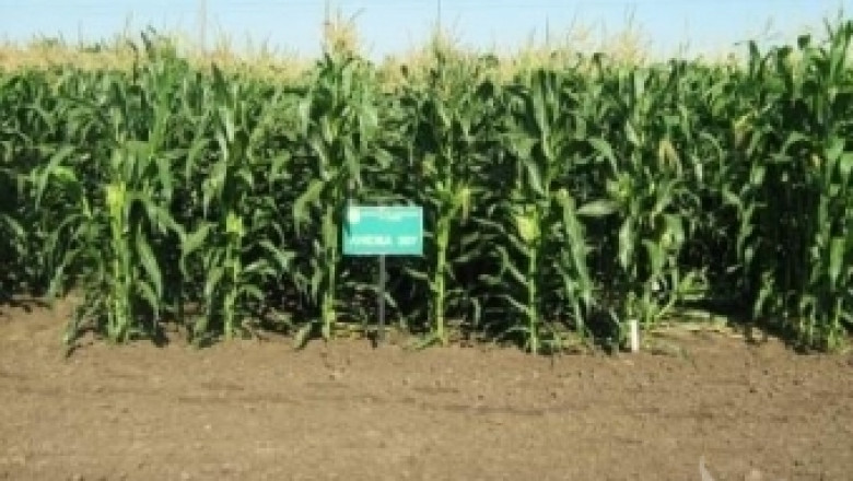 ИАСАС призна 14 хибрида царевица на Селскостопанска академия