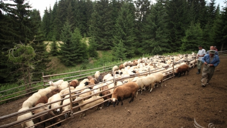 Рашко Кехайов, овцевъд: Малките фермери нямат достъп до пазара (ИНТЕРВЮ)