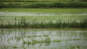 Сеитбата на ориз ще закъснее с най-малко 10 дни заради дъждовете - Agri.bg