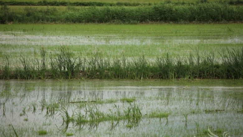 Сеитбата на ориз ще закъснее с най-малко 10 дни заради дъждовете