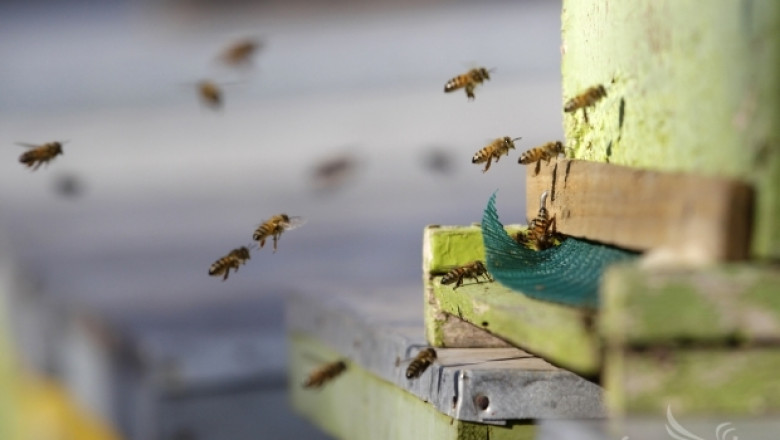 Грийнпийс: Замърсени с пестициди цветя тровят пчелите
