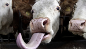 Възможни случаи на луда крава объркаха цените на телешкото - Agri.bg