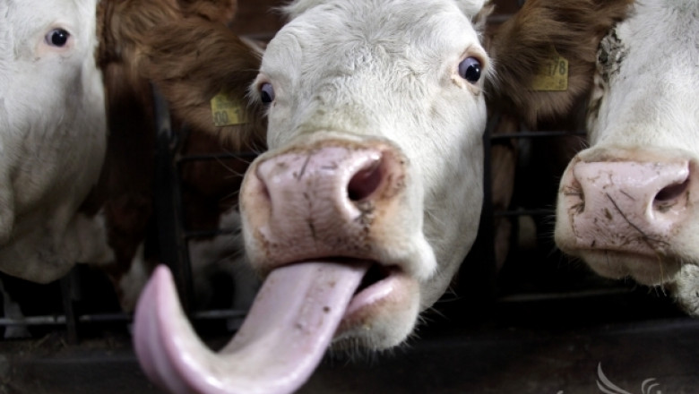 Възможни случаи на луда крава объркаха цените на телешкото