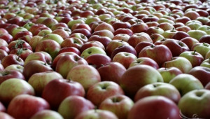Русия забранява вноса на полски ябълки, заради подкрепата към Украйна - Agri.bg