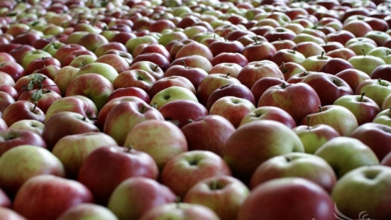 Русия забранява вноса на полски ябълки, заради подкрепата към Украйна