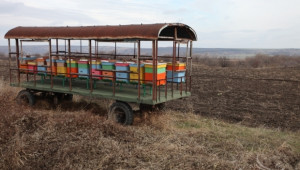 Явор Гечев: Пчеларите ще получат държавна помощ по 6 лв. на кошер