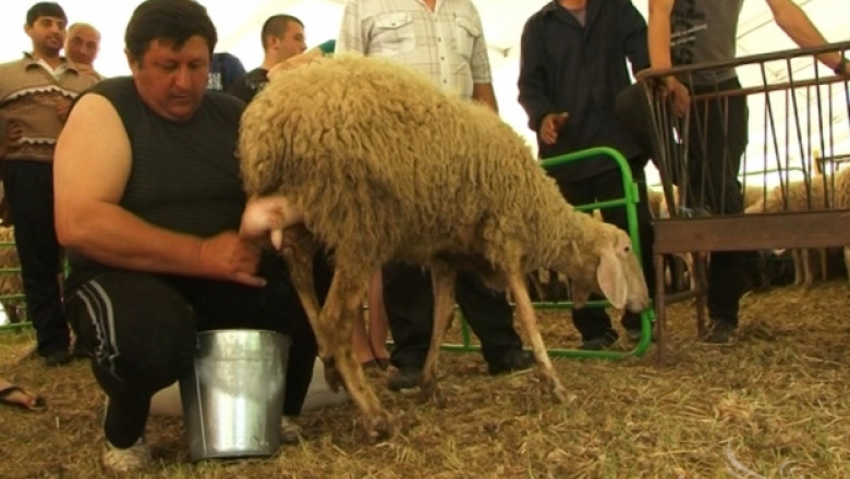Съборът на овцевъдите набира участници за състезания по стрижба и доене