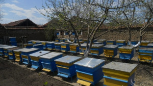 ДФЗ приема документи за кредитиране на инвестициите по Пчеларската програма