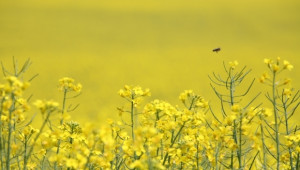 Рапичната паша на пчелите тази година е пред провал, алармират пчелари - Agri.bg