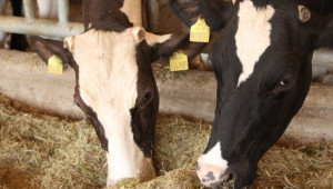 Изтича срокът за прием по схема De minimis за изхранване на животни  - Agri.bg