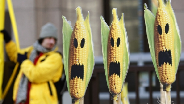 Франция забрани отглеждането на ГМО царевица със закон