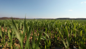 Учените от ИРГР - Садово създадоха четири нови сорта високодобивни пшеници