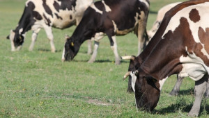  Георги Николов, фермер: Картел на мандри сваля цената на млякото (ИНТЕРВЮ) - Agri.bg