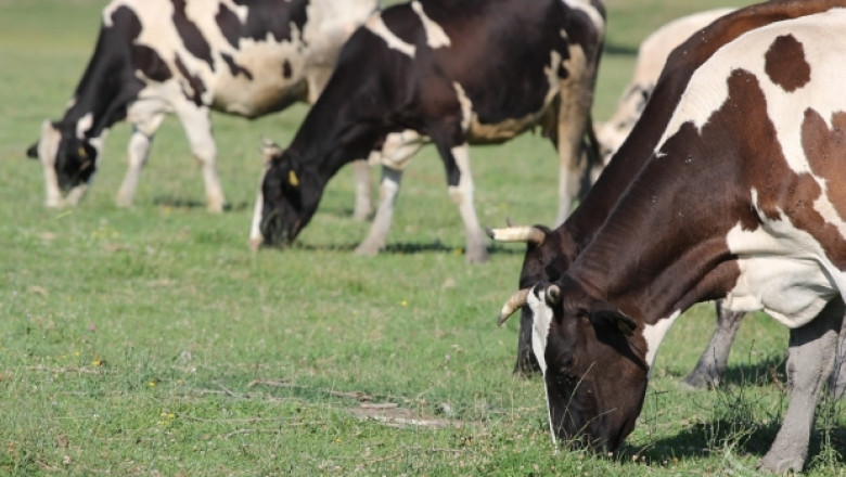  Георги Николов, фермер: Картел на мандри сваля цената на млякото (ИНТЕРВЮ)