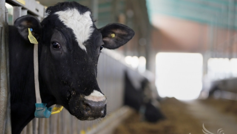 Ниските цени на кравето мляко в Германия не покриват разходите на фермерите