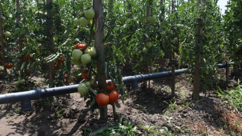 Експерти разясняват пред фермери технологията на отглеждане на зеленчуци