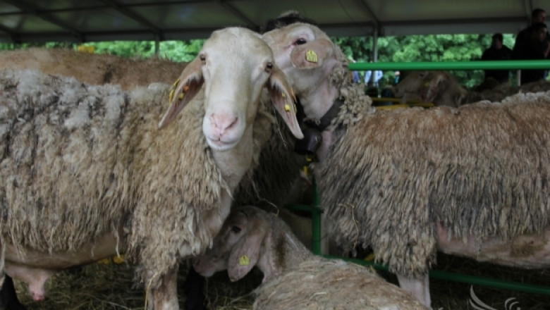 Фермери и научни работници от ИЖН - Костинброд учредиха Клуб на овцевъда