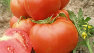 Земеделци ще получат до 250 лв/дка за борба с доматения миниращ молец - Agri.bg