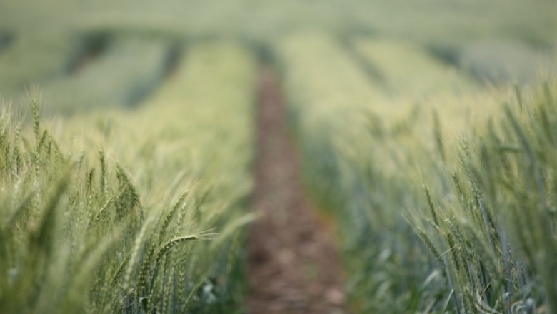 Ангел Вукодинов: Месец април ще е критичен за зърнопроизводството (ИНТЕРВЮ)