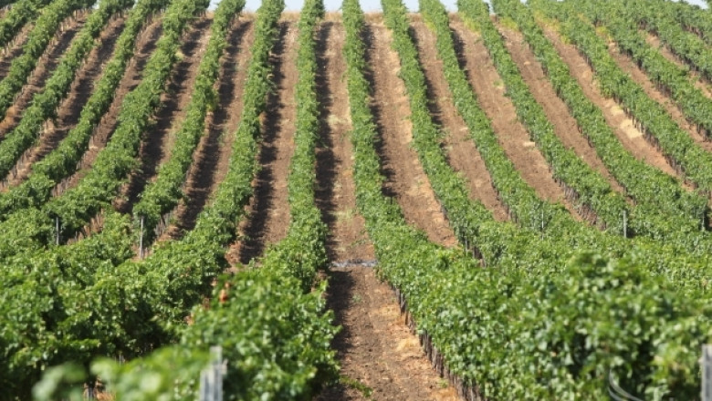 134 млн. евро е бюджетът по новата програма за подпомагане на лозаро-винарския сектор