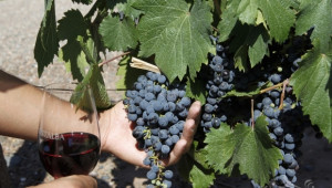 Подготвя се среща на български винопроизводители с Германския институт по виното