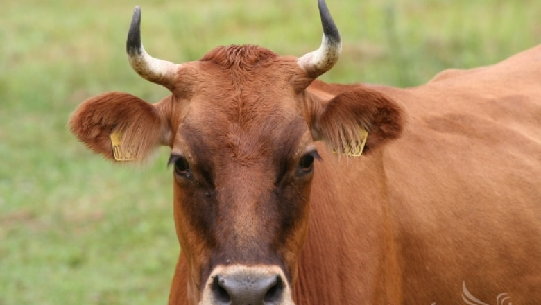 ЕП гласува електронна идентификация на едрия рогат добитък