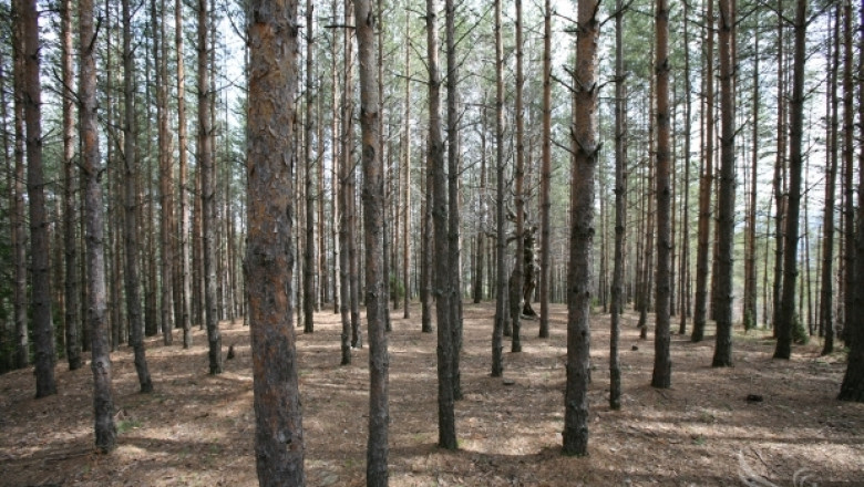 Министър Греков ще открие Седмица на гората 2014 (ПРЕДСТОЯЩО)