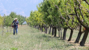 ДФЗ приема от днес заявления за компенсации за растителна защита в овощни насаждения - Agri.bg