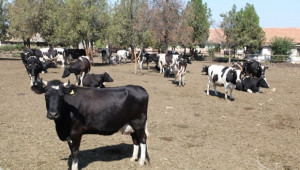 Фермери искат Цонка Оджакова да остане начело на Станция по животновъдство в Смолян - Agri.bg