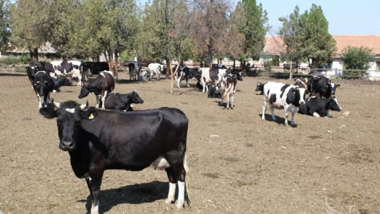 Фермери искат Цонка Оджакова да остане начело на Станция по животновъдство в Смолян