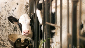 МЗХ обеща 200 лв за крава с бозаещо теле през 2014 -та година - Agri.bg